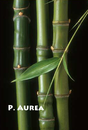 Phyllostachys Aurea bamboo culms — P. Aurea