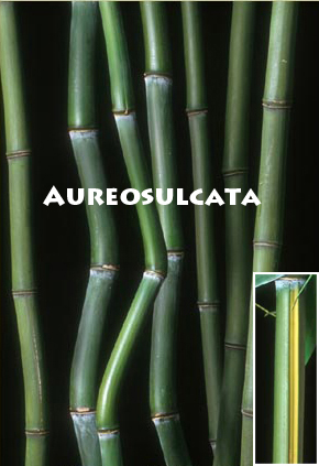 Phyllostachys Aureosulcata