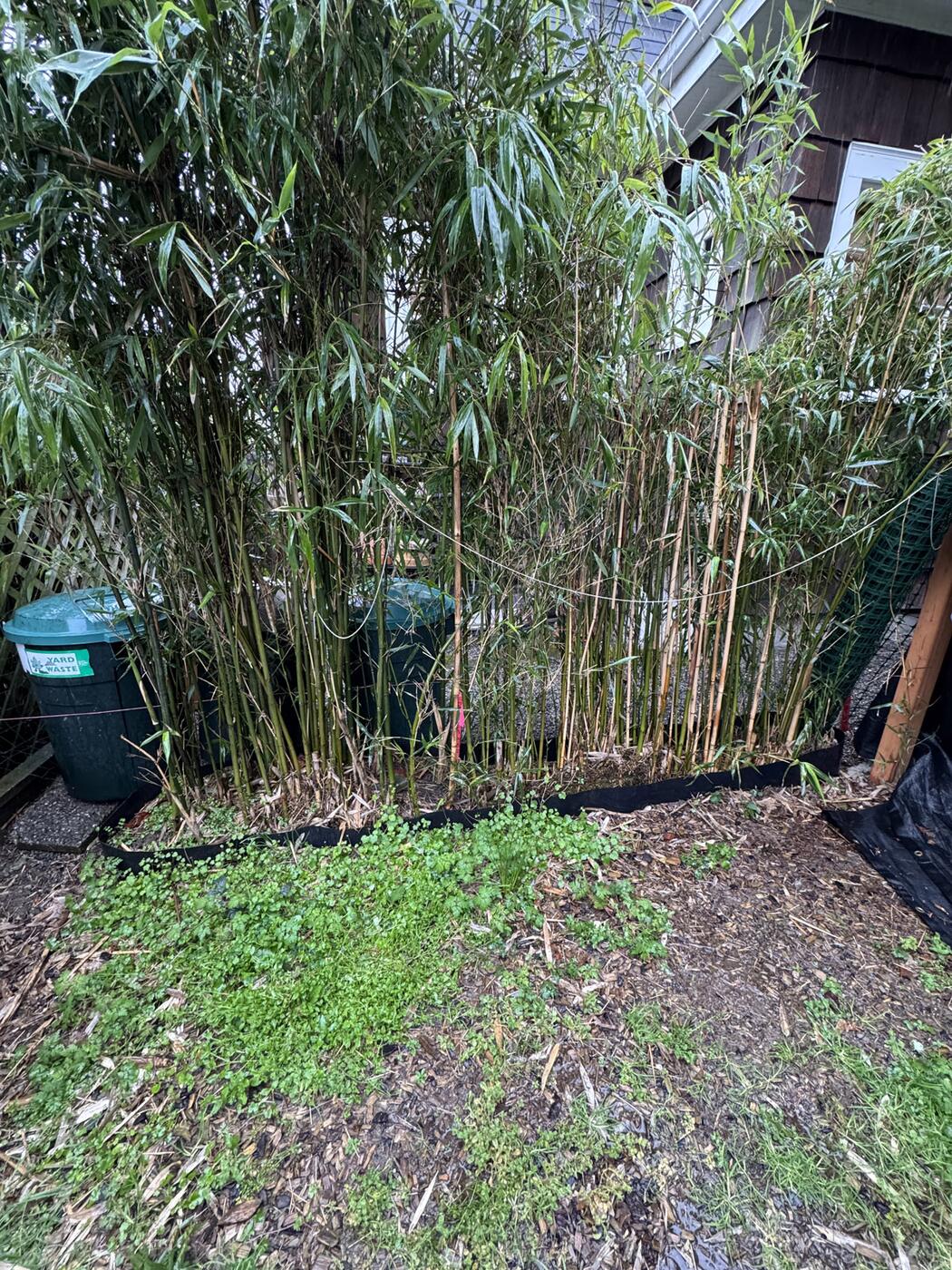 Dense stand of Semiarundinaria fastuosa bamboo growing tight against the side of a house, with black root barrier lying flat at ground level along its front edge