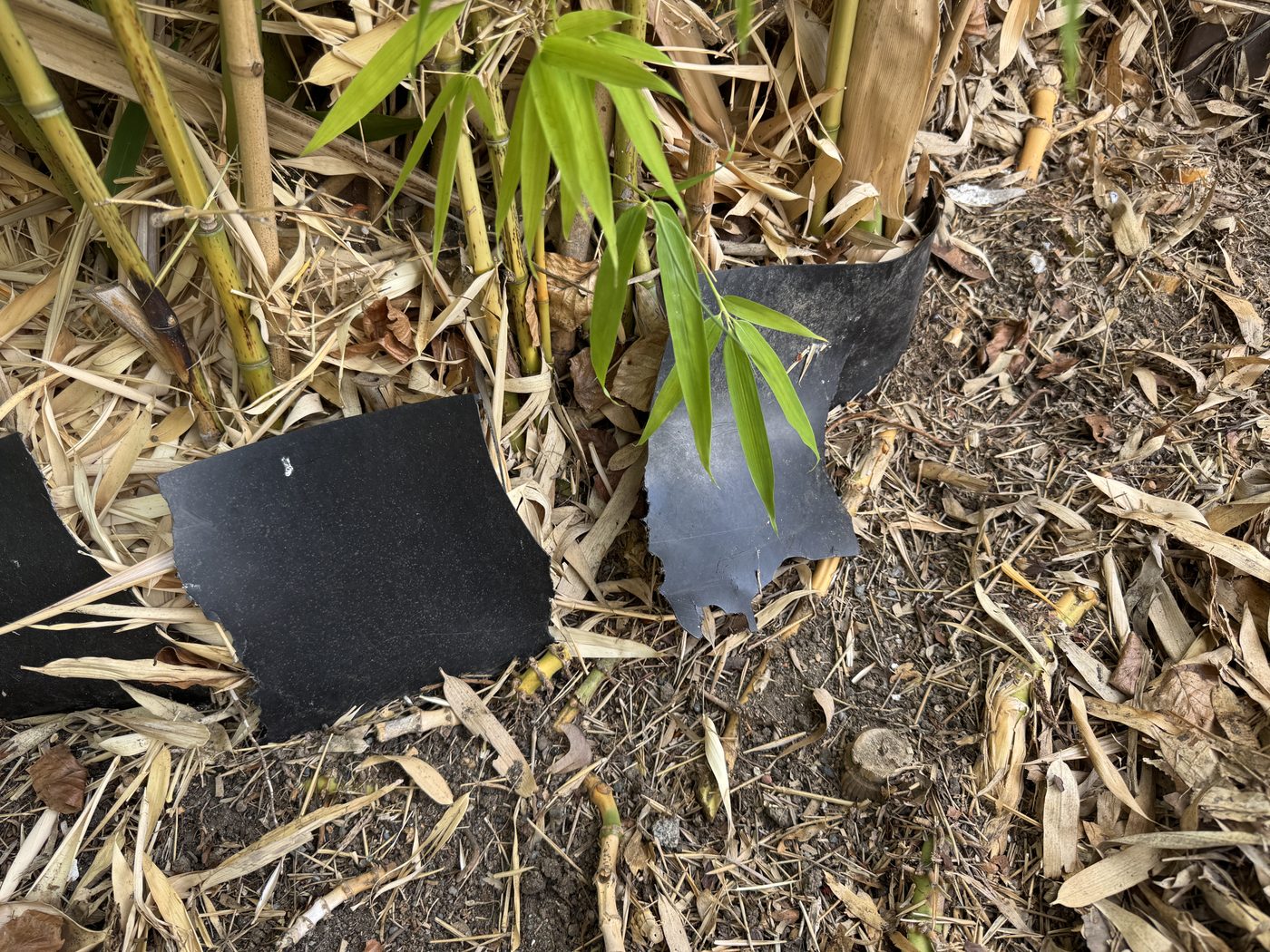 Fragments of a shattered plastic bamboo barrier lying among bamboo canes and mulch