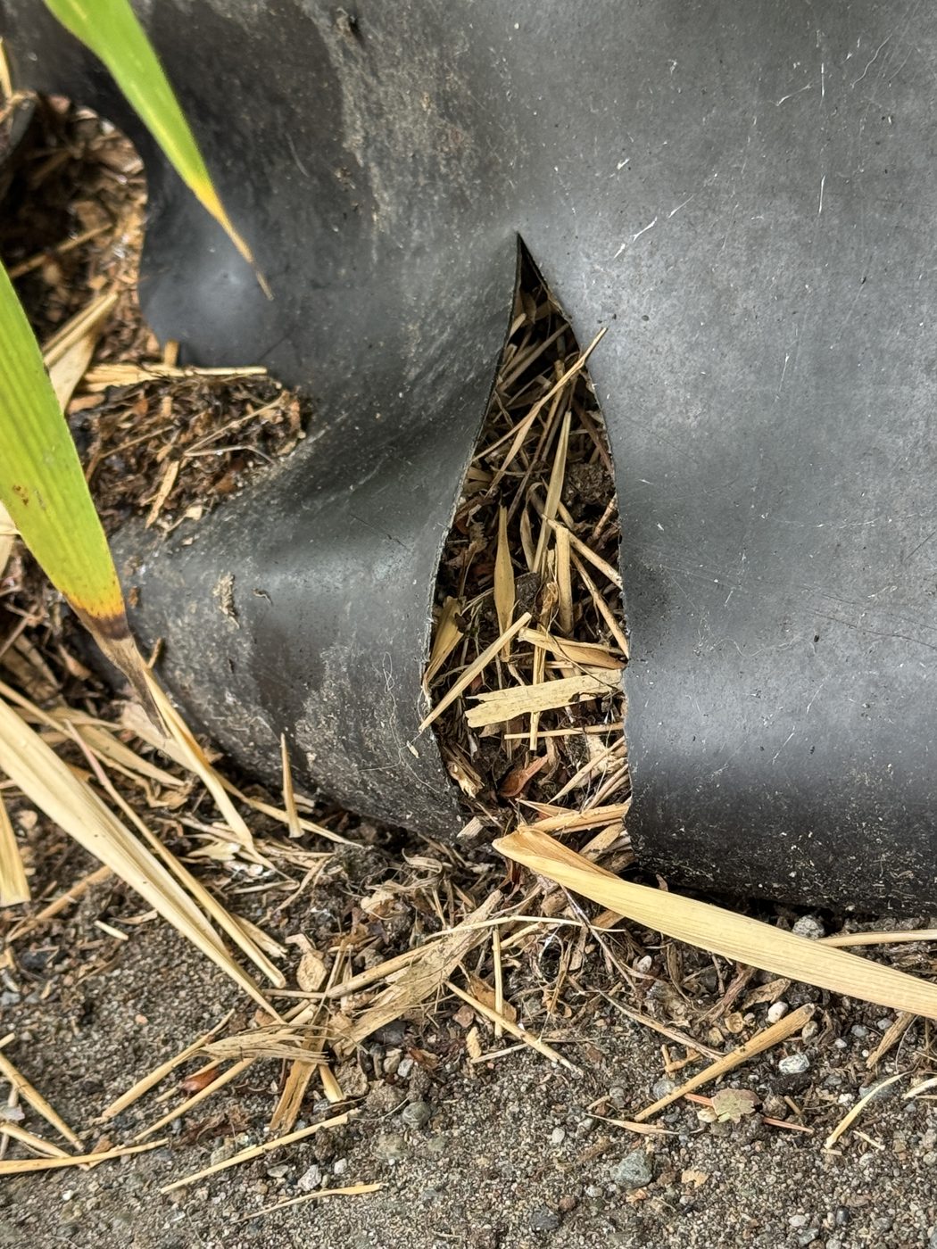 Plastic bamboo barrier split open at ground level, leaving a gap filled with bamboo debris