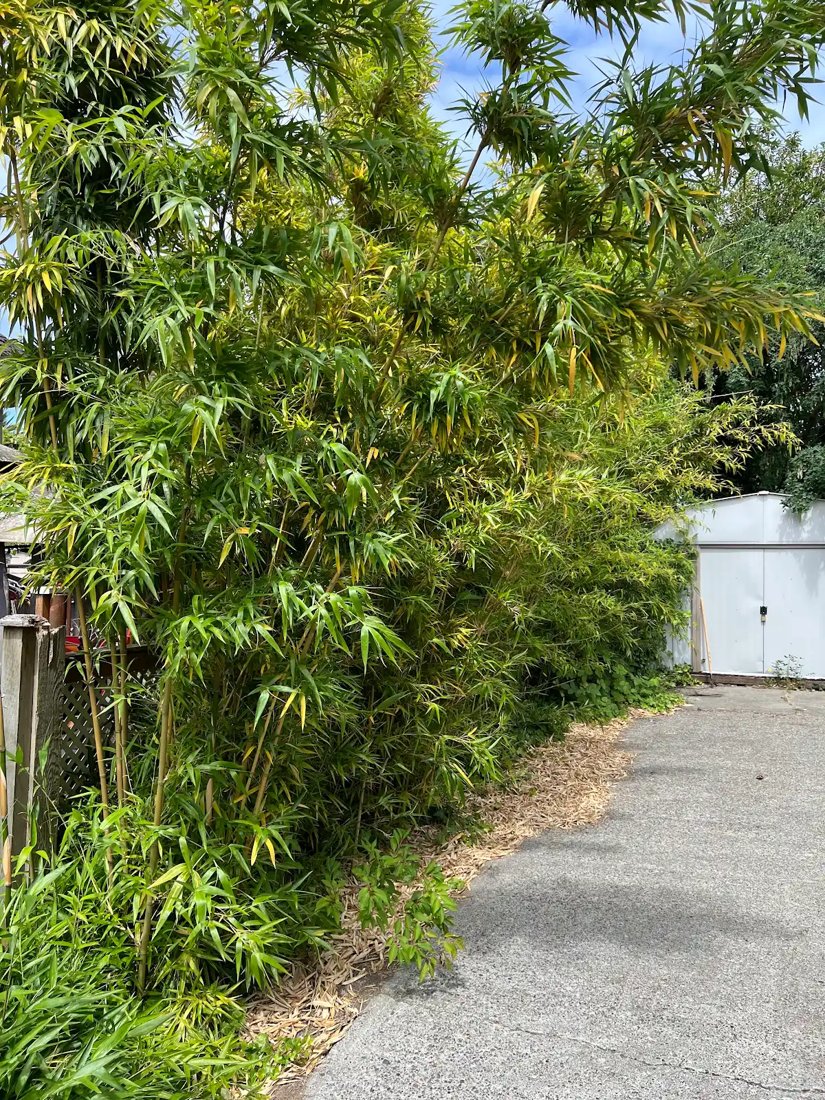 A tall bamboo grove arching over a driveway along a Seattle property line
