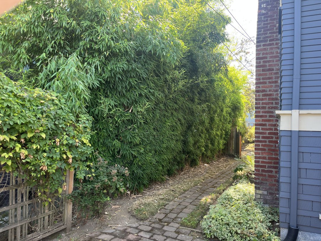 A bamboo hedge pinched between a brick chimney and a fence, a paver path threading the narrowing passage