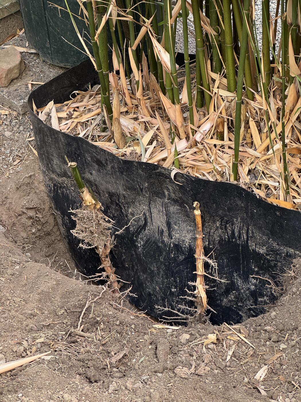 Black bamboo root barrier peeled back from the soil with two pale rhizomes crossing its outer face
