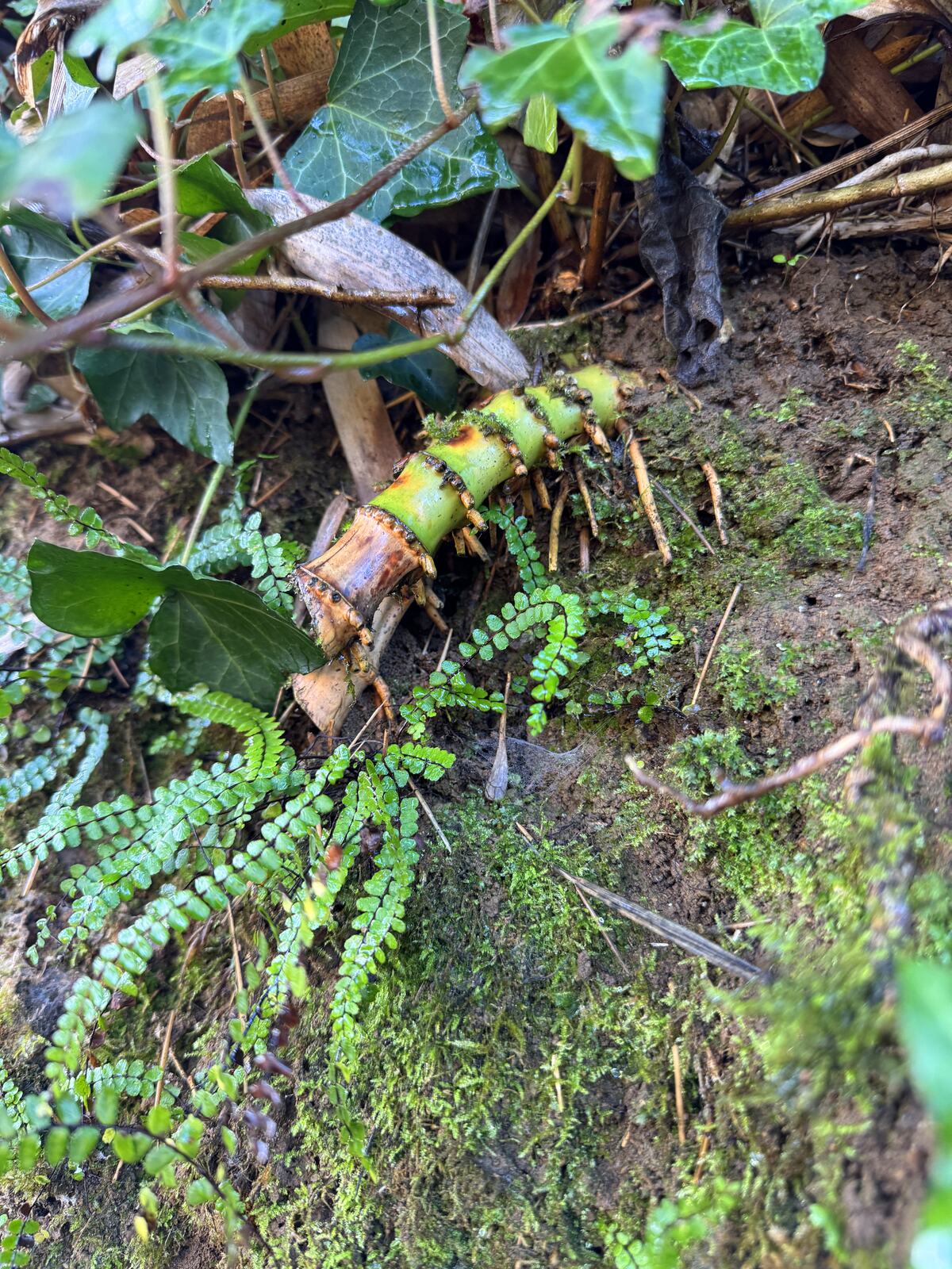 Golden bamboo rhizome cut twice, with new growth emerging from the master bud on the neighboring node