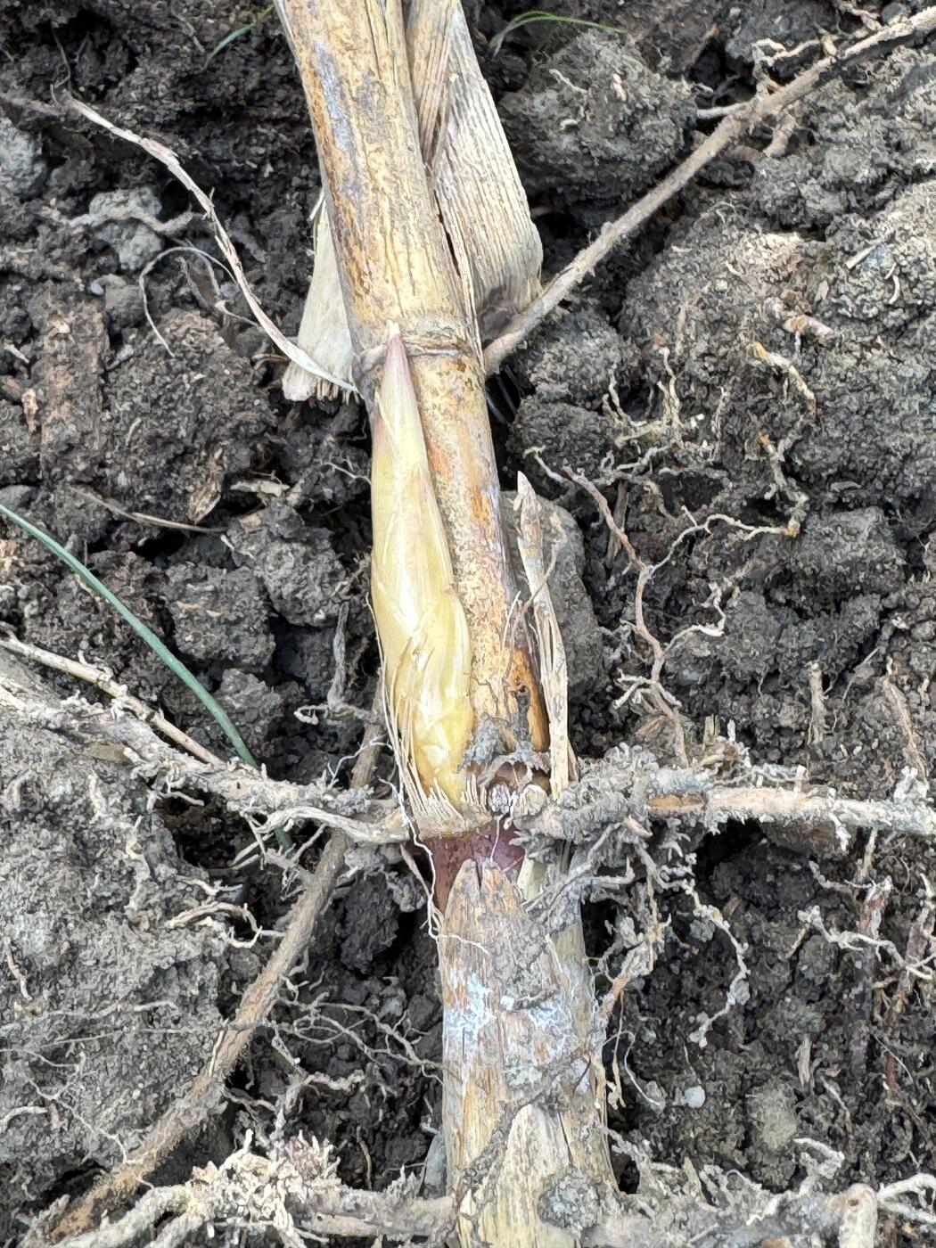 Close view of a bamboo rhizome node in dark soil with a pale sheathed lateral bud swelling and fine roots already emerging at the node