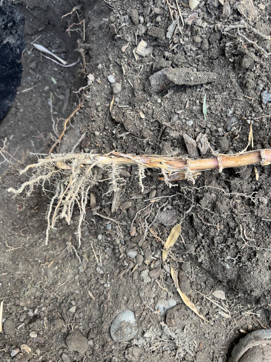 Long pale bamboo rhizome running horizontally through dark soil showing widely spaced nodes with roots at each node