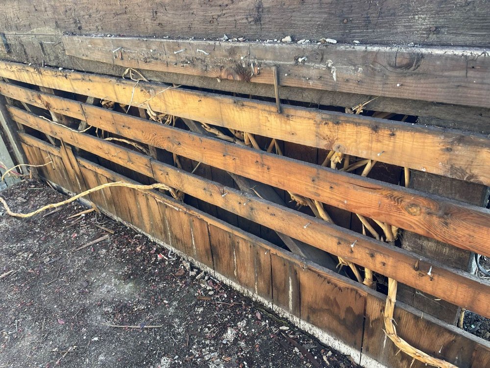 Bamboo rhizomes packed between the wall studs of a Seattle house exposed during demolition