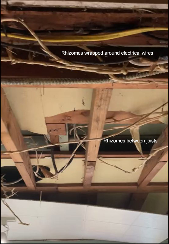 Bamboo rhizomes and canes running across ceiling joists and wiring inside a house interior