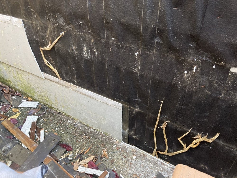 Pale bamboo rhizomes running the length of the framing between wooden floor joists inside a house