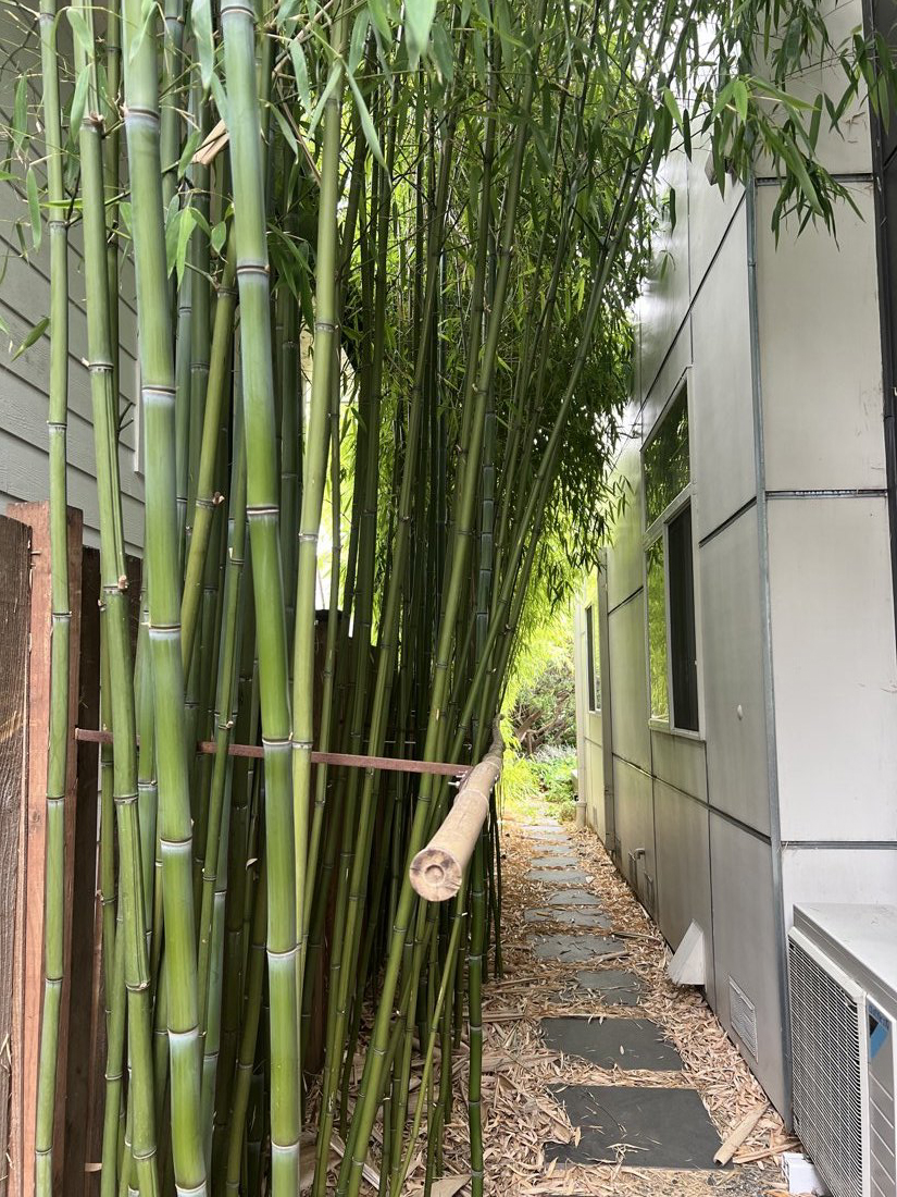 A dense bamboo screen swallowing the narrow setback between two houses, a slot of blue sky closing behind it