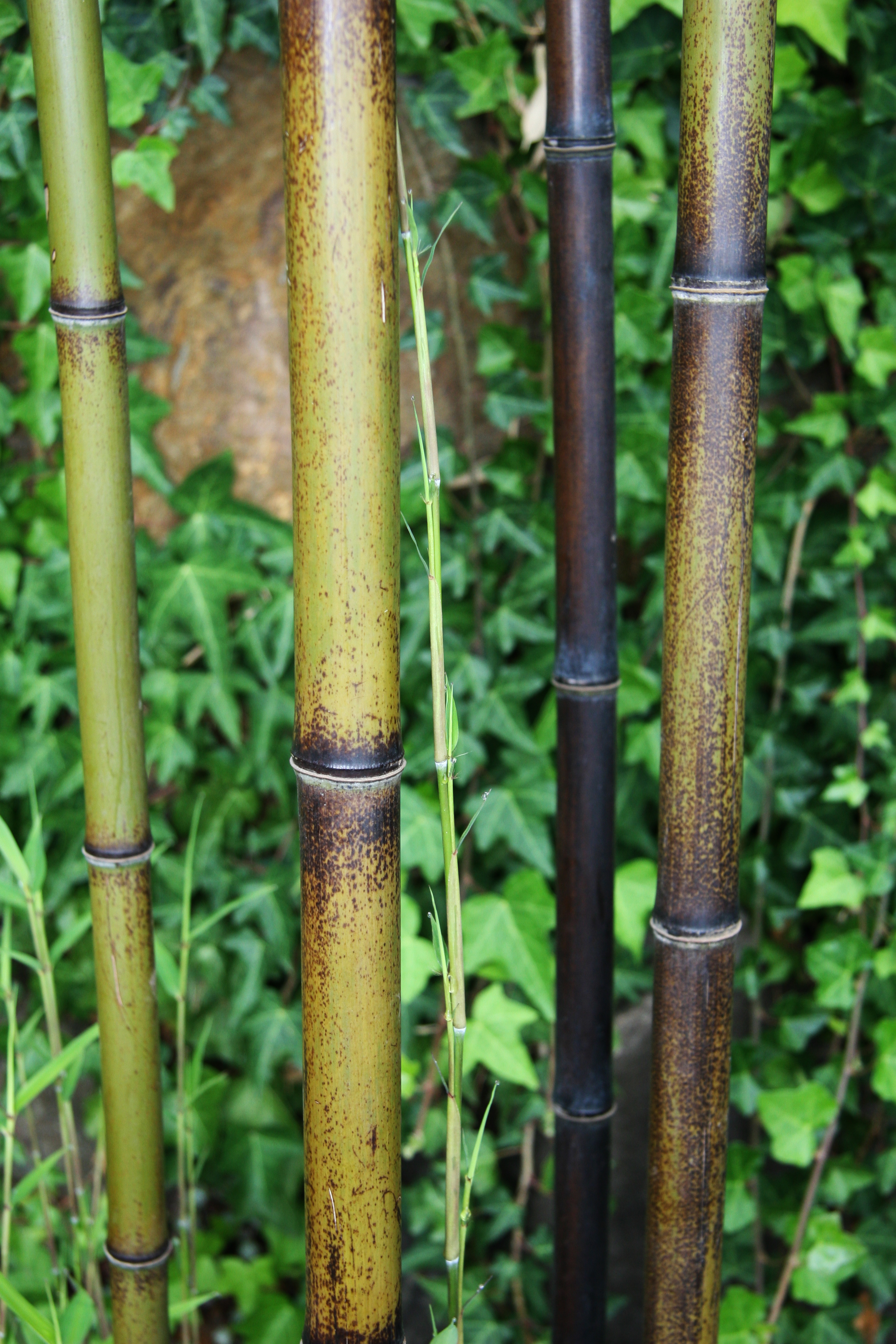 Speckled bamboo culms