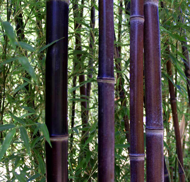 Dark bamboo culms