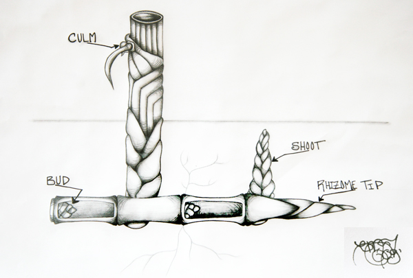 Bamboo anatomy diagram