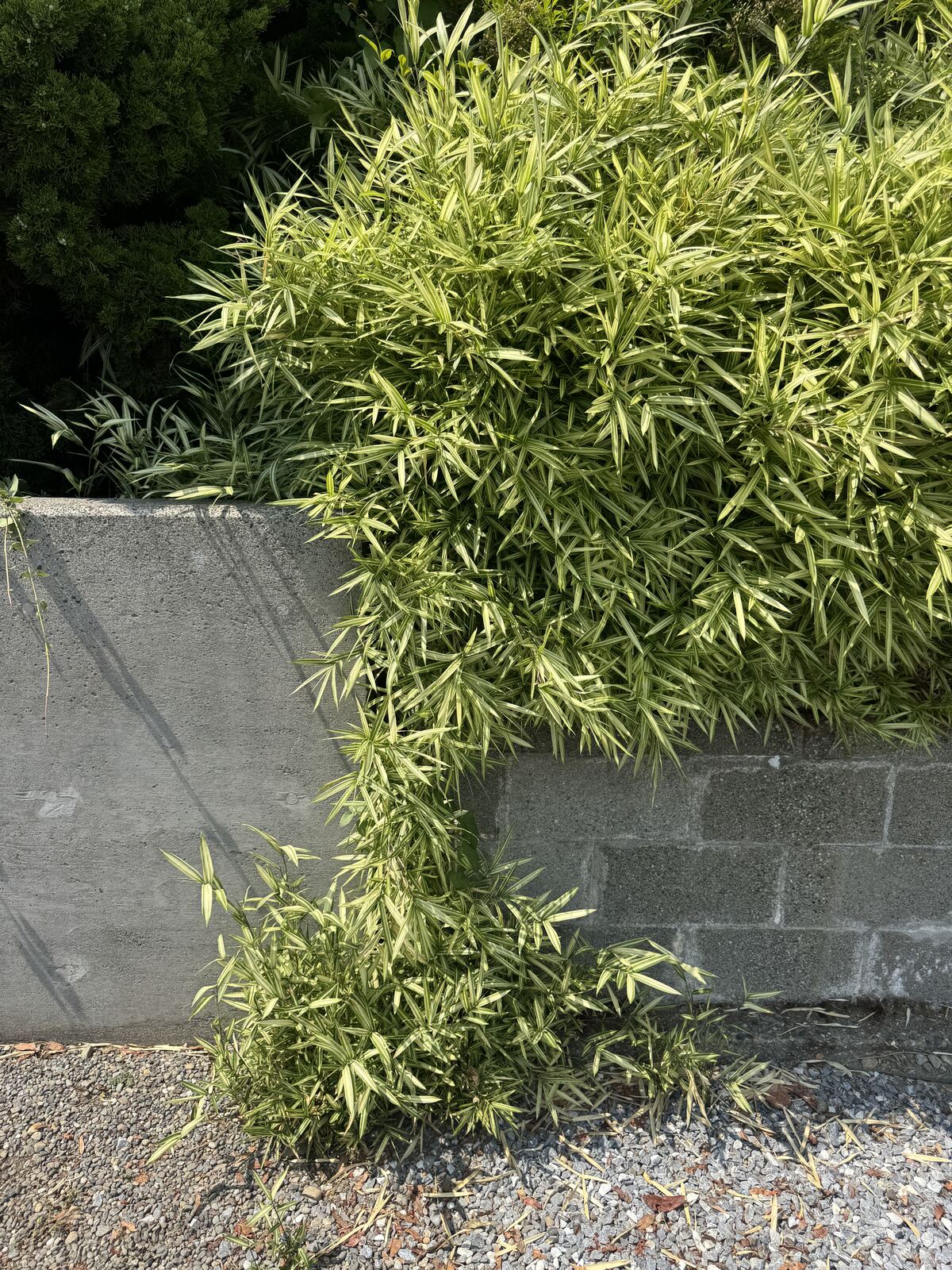 Dwarf bamboo rhizomes spilling over a concrete block wall onto gravel below