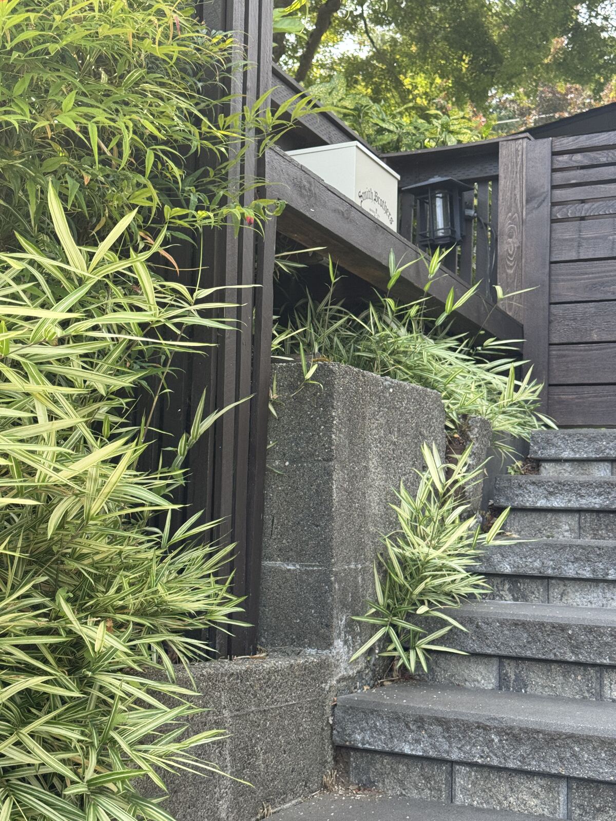 Dwarf variegated bamboo spreading along a stone stairway and hardscaping in a Seattle front yard