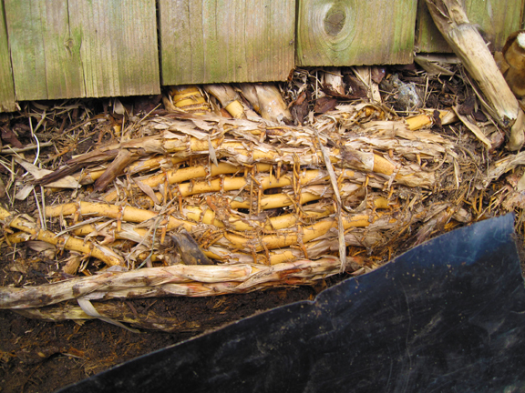 Bamboo rhizomes massed behind plastic barrier