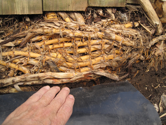 Dense rhizome network behind plastic