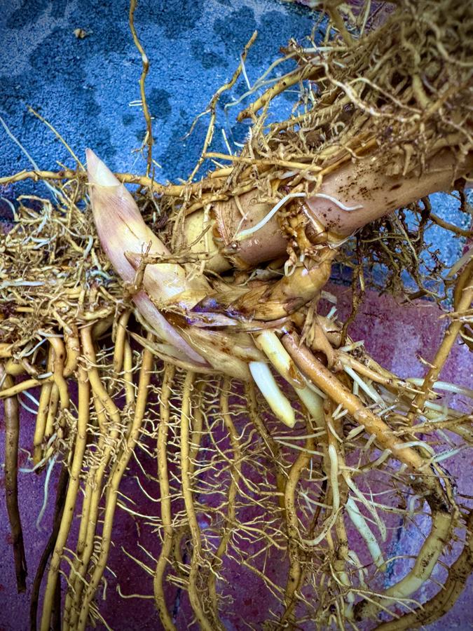 A clean pale Semiarundinaria bamboo rhizome lifted from between layers of barrier plastic