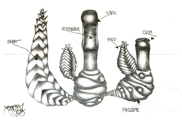 Bamboo anatomy diagram detailed